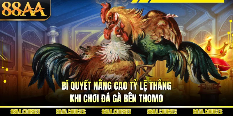 Bí quyết nâng cao tỷ lệ thắng khi chơi đá gà bên Thomo